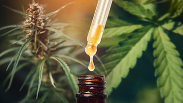 Cultivating understanding”: Navigating the complexities associated with medicinal cannabis and implications for nursing practice